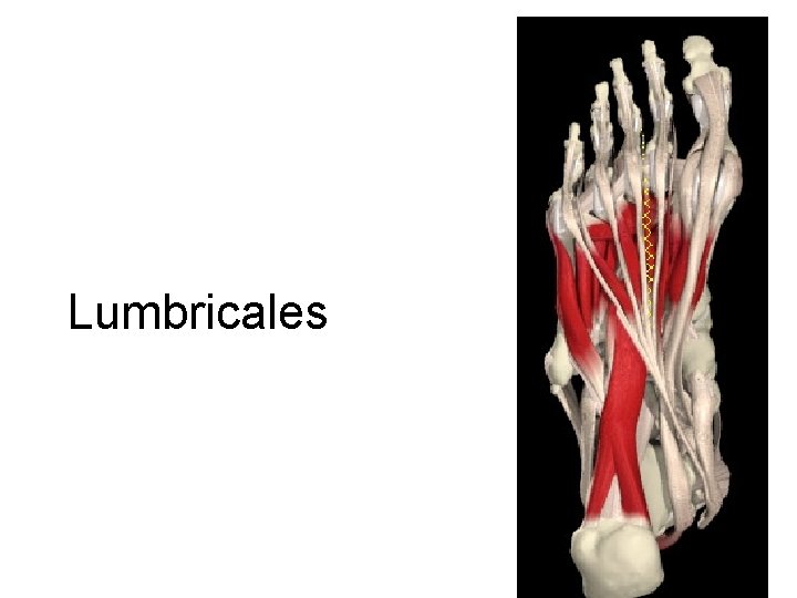 Lumbricales 