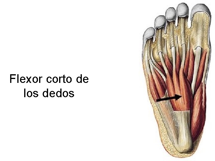 Flexor corto de los dedos 