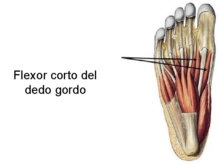 Flexor corto del dedo gordo 