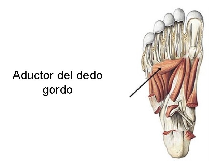 Aductor del dedo gordo 