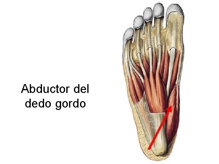 Abductor del dedo gordo 