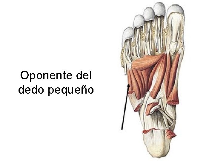 Oponente del dedo pequeño 