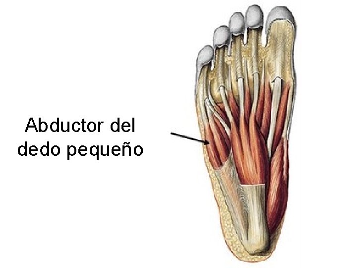 Abductor del dedo pequeño 