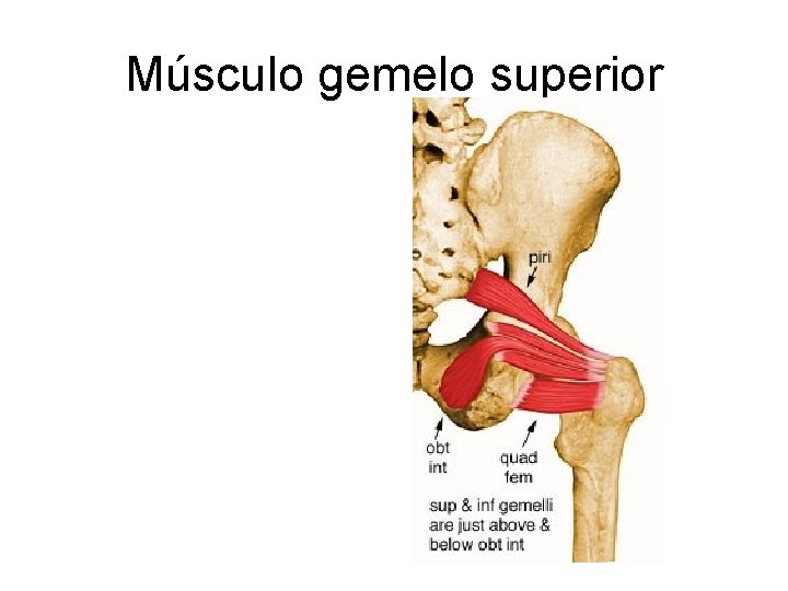 Músculo gemelo superior 