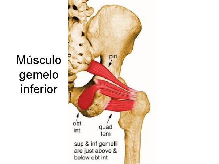 Músculo gemelo inferior 