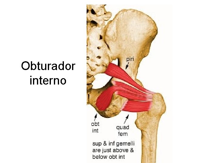 Obturador interno 