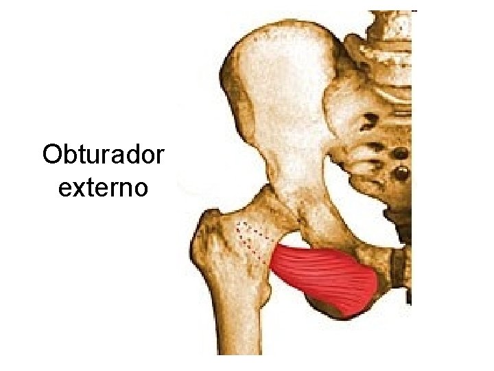Obturador externo 