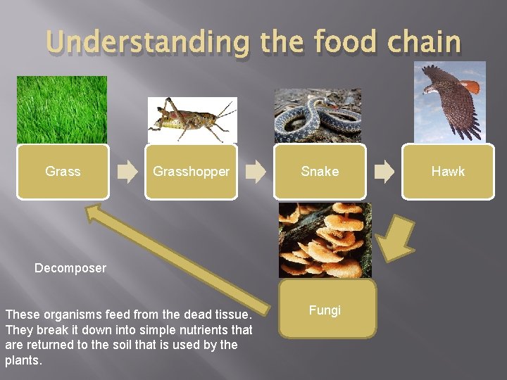 Understanding the food chain Grasshopper Snake Decomposer These organisms feed from the dead tissue.
