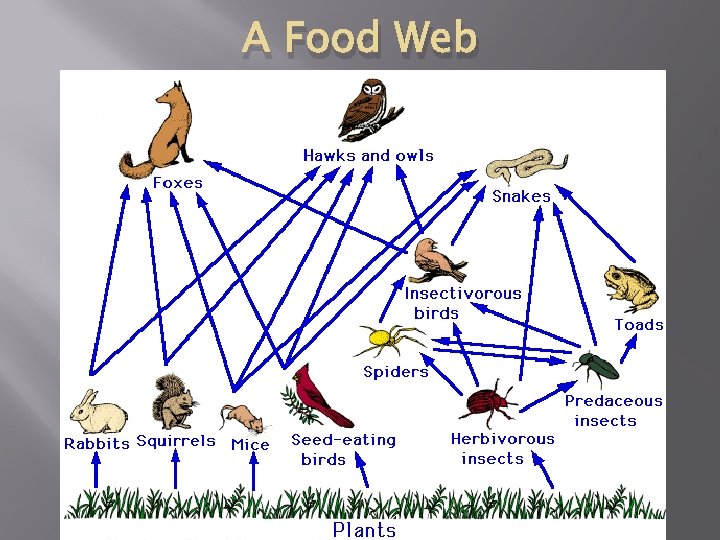 A Food Web 