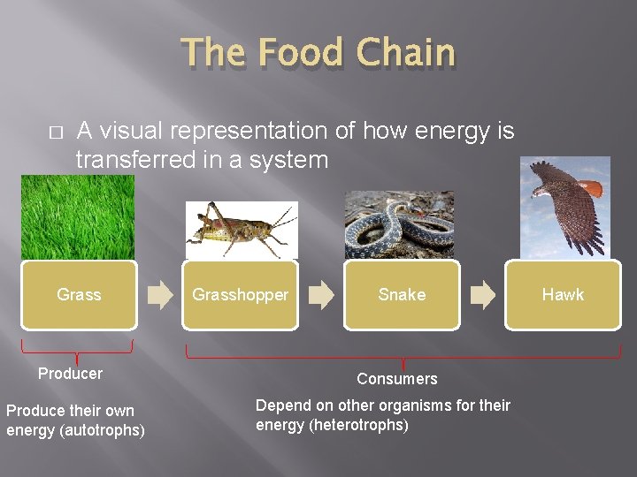 The Food Chain � A visual representation of how energy is transferred in a