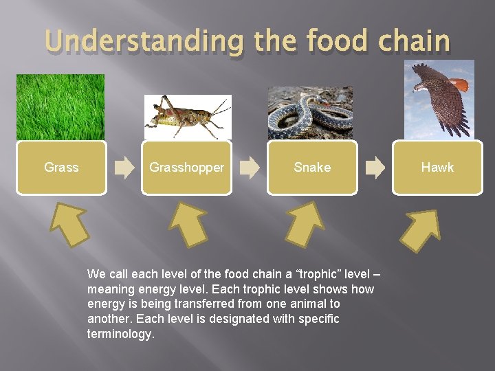 Understanding the food chain Grasshopper Snake We call each level of the food chain
