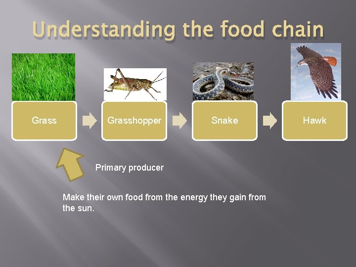 Understanding the food chain Grasshopper Snake Primary producer Make their own food from the