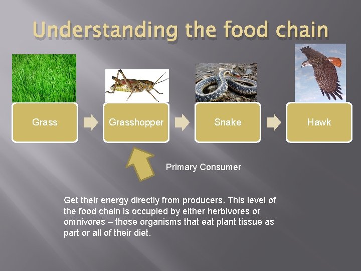 Understanding the food chain Grasshopper Snake Primary Consumer Get their energy directly from producers.