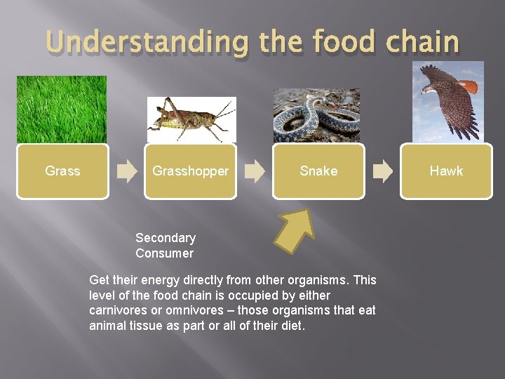 Understanding the food chain Grasshopper Snake Secondary Consumer Get their energy directly from other