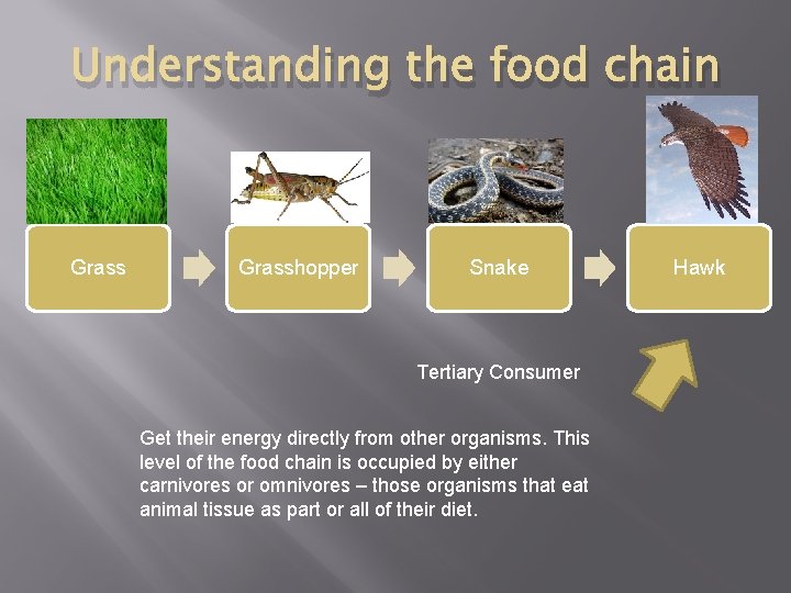 Understanding the food chain Grasshopper Snake Tertiary Consumer Get their energy directly from other