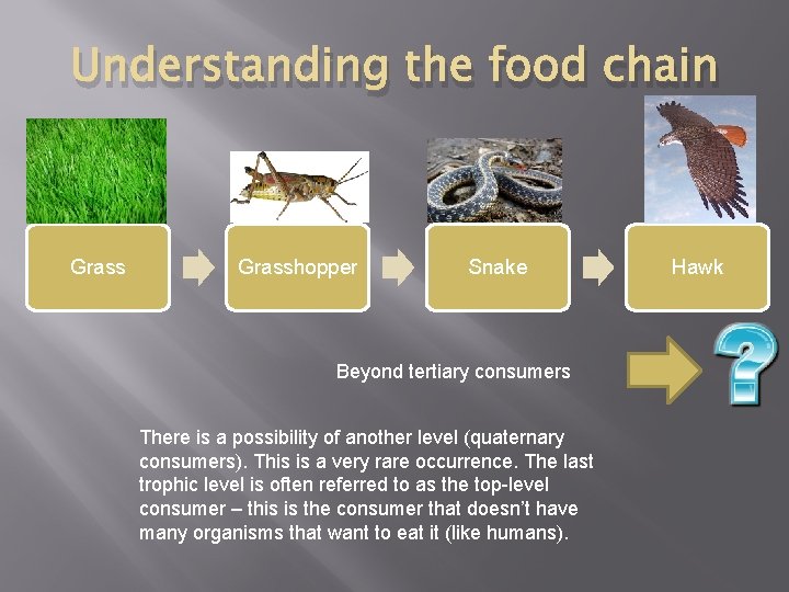 Understanding the food chain Grasshopper Snake Beyond tertiary consumers There is a possibility of