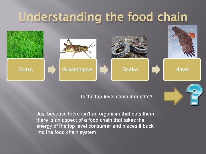 Understanding the food chain Grasshopper Snake Is the top-level consumer safe? Just because there