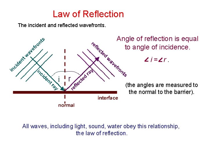 Law of Reflection The incident and reflected wavefronts. Angle of reflection is equal to