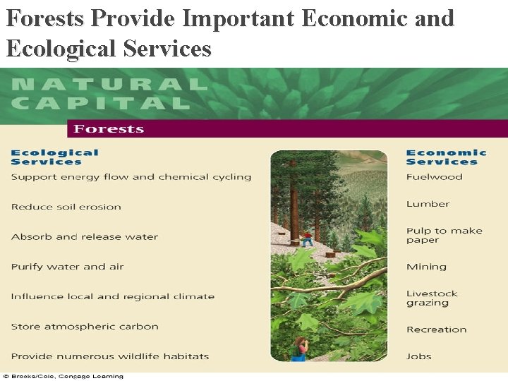 Forests Provide Important Economic and Ecological Services � Support energy flow and chemical cycling