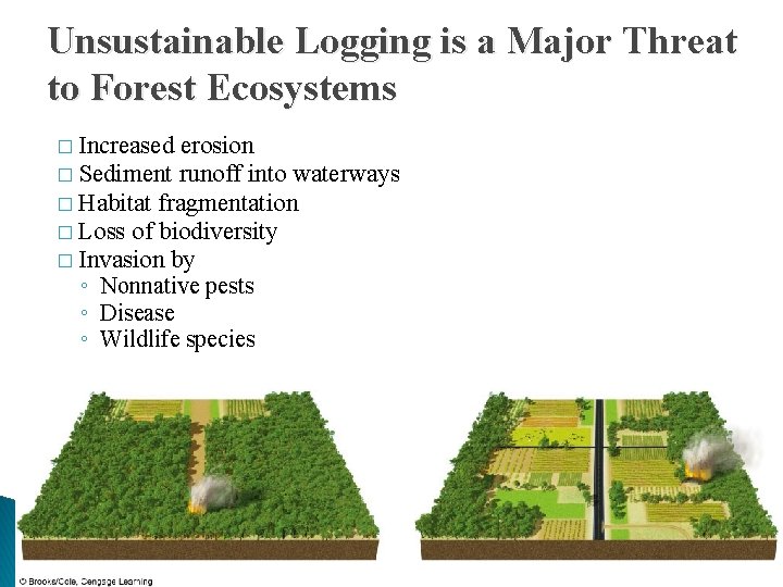 Unsustainable Logging is a Major Threat to Forest Ecosystems � Increased erosion � Sediment