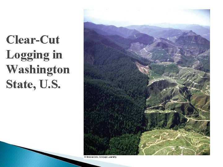 Clear-Cut Logging in Washington State, U. S. 