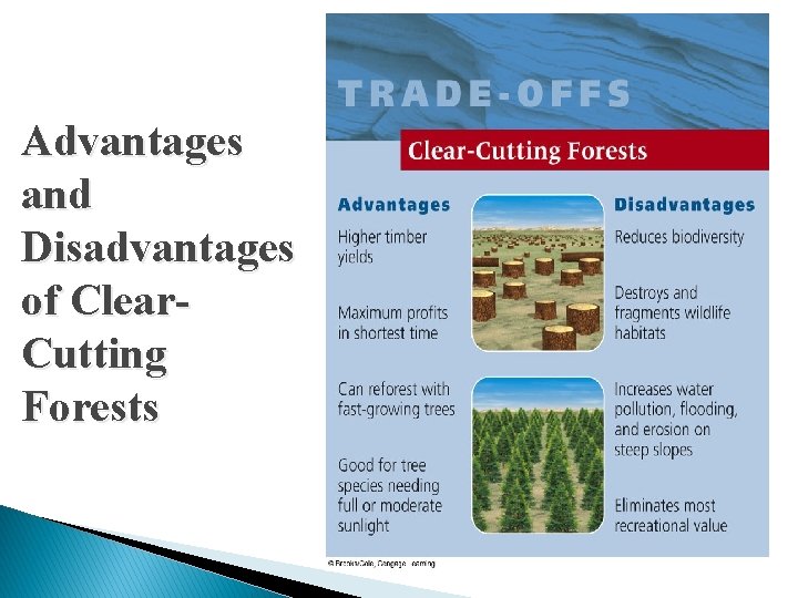 Advantages and Disadvantages of Clear. Cutting Forests 