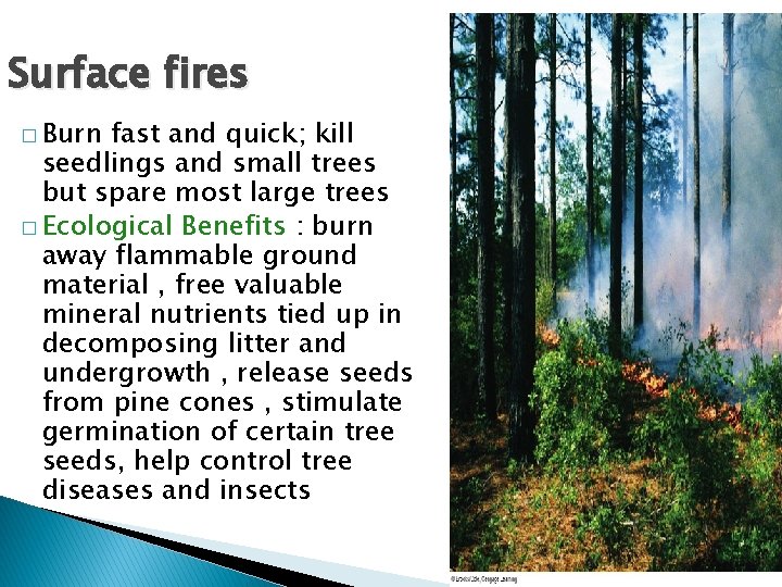 Surface fires � Burn fast and quick; kill seedlings and small trees but spare