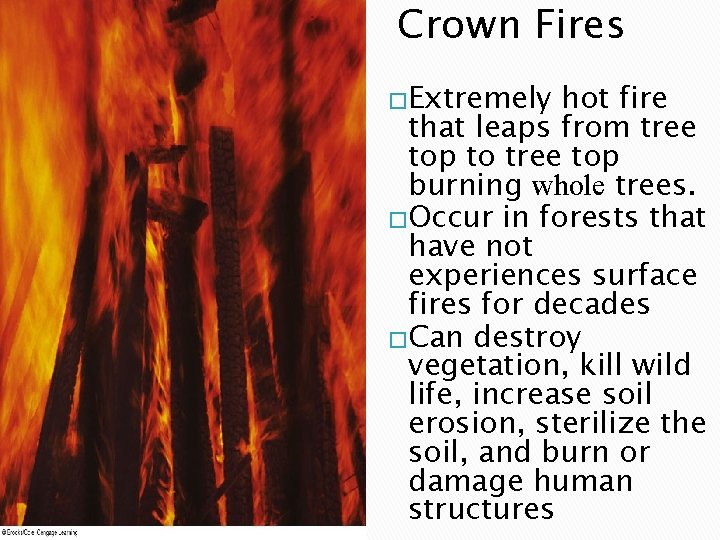 Crown Fires �Extremely hot fire that leaps from tree top to tree top burning