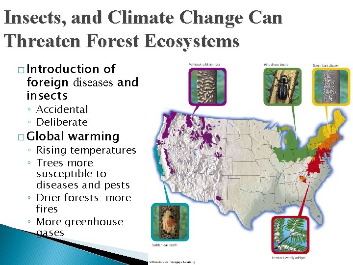 Insects, and Climate Change Can Threaten Forest Ecosystems � Introduction of foreign diseases and