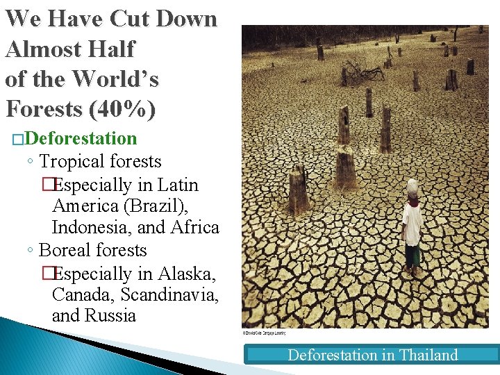 We Have Cut Down Almost Half of the World’s Forests (40%) � Deforestation ◦
