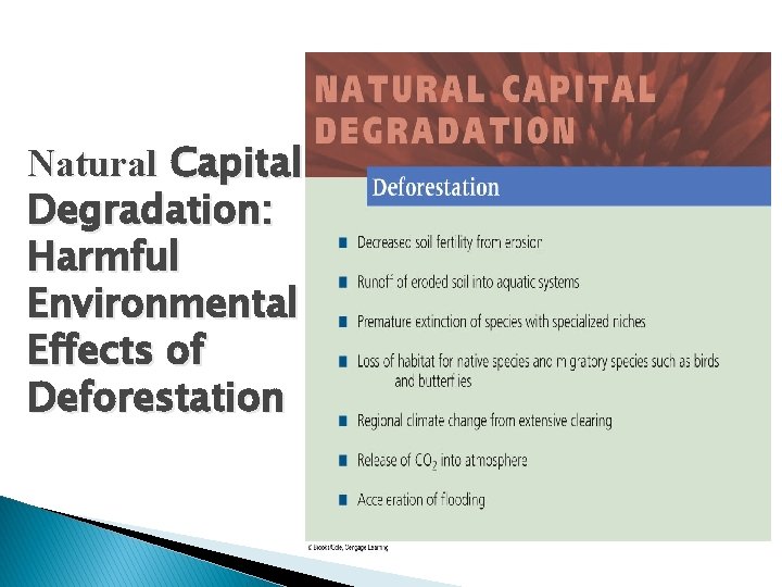 Natural Capital Degradation: Harmful Environmental Effects of Deforestation 