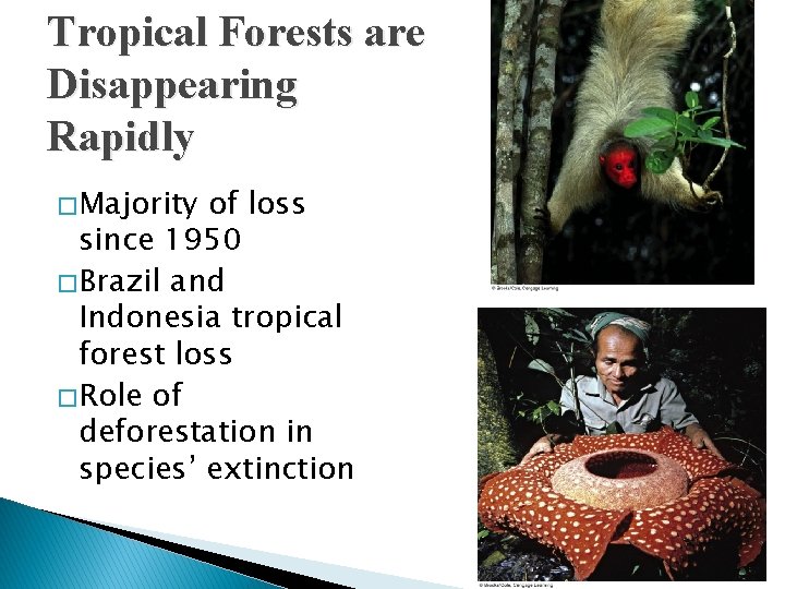 Tropical Forests are Disappearing Rapidly � Majority of loss since 1950 � Brazil and
