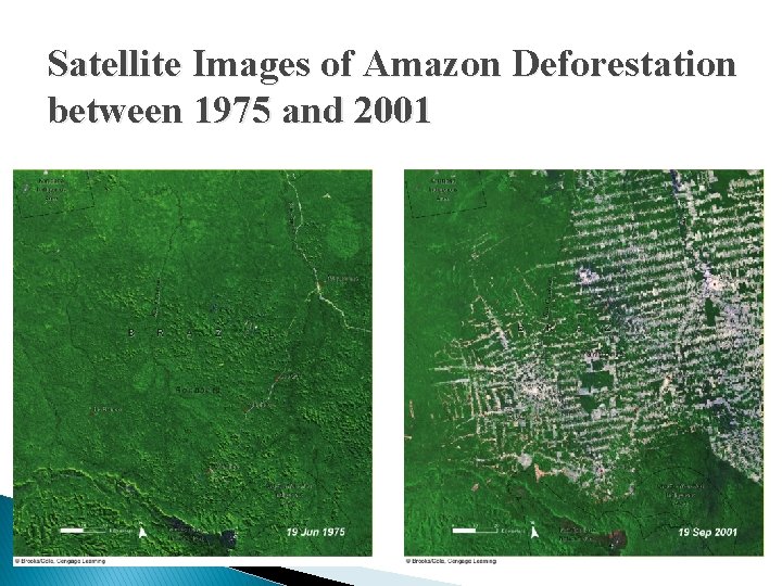Satellite Images of Amazon Deforestation between 1975 and 2001 