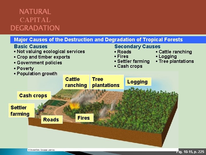 NATURAL CAPITAL DEGRADATION Major Causes of the Destruction and Degradation of Tropical Forests Basic