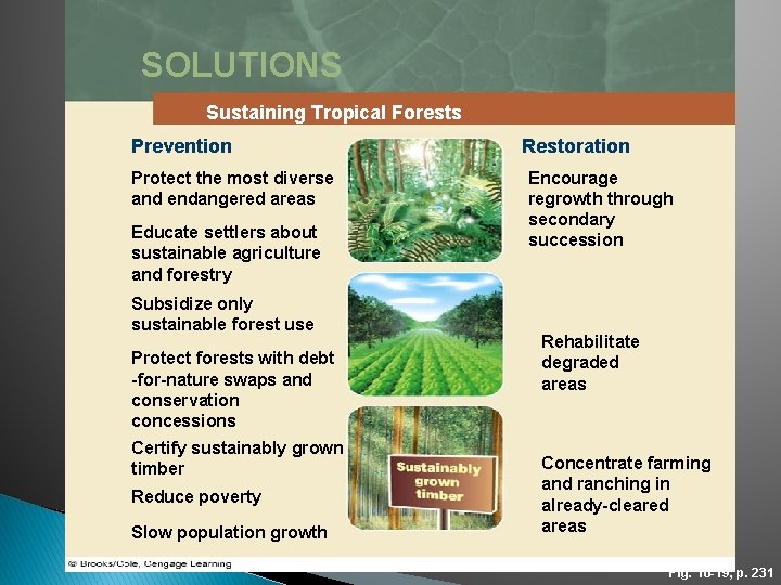 SOLUTIONS Sustaining Tropical Forests Prevention Protect the most diverse and endangered areas Educate settlers
