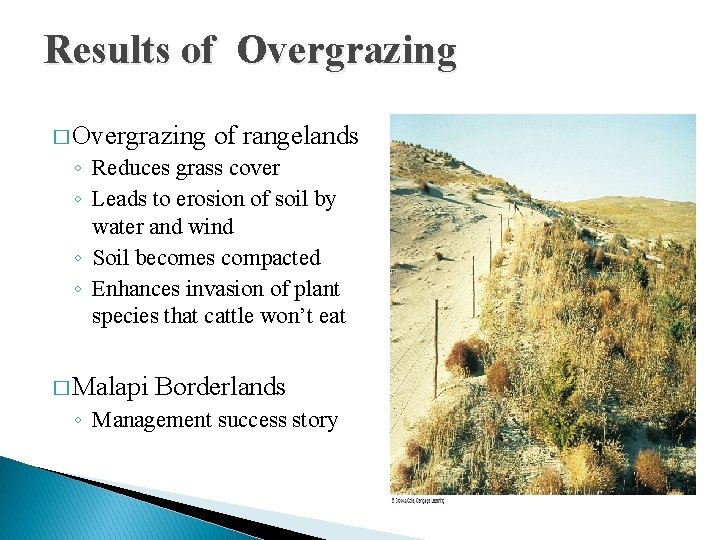 Results of Overgrazing � Overgrazing of rangelands ◦ Reduces grass cover ◦ Leads to