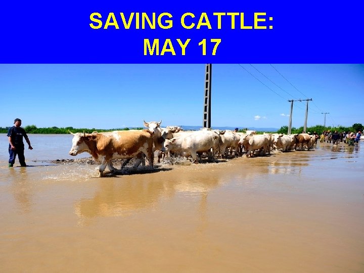 SAVING CATTLE: MAY 17 