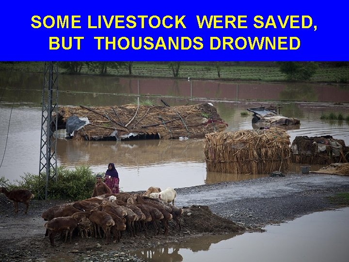 SOME LIVESTOCK WERE SAVED, BUT THOUSANDS DROWNED 