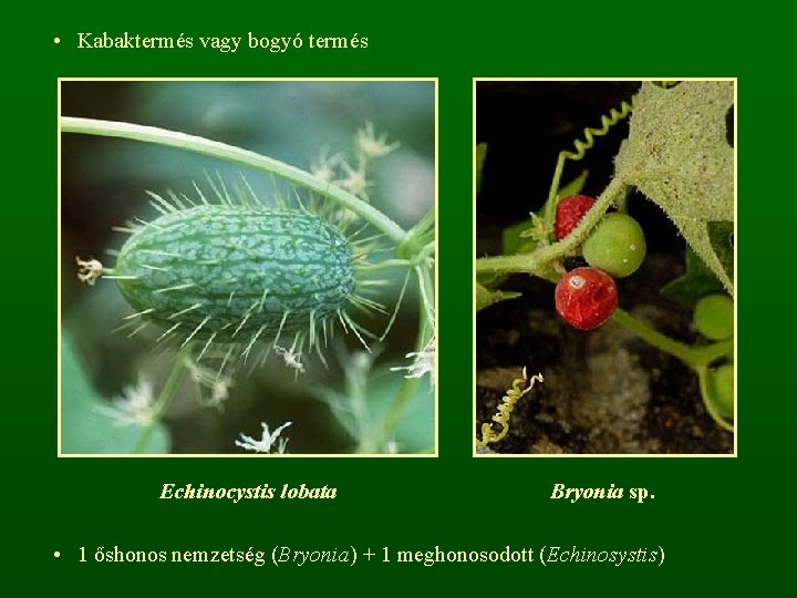  • Kabaktermés vagy bogyó termés Echinocystis lobata Bryonia sp. • 1 őshonos nemzetség