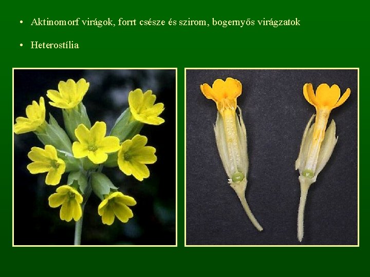  • Aktinomorf virágok, forrt csésze és szirom, bogernyős virágzatok • Heterostília 