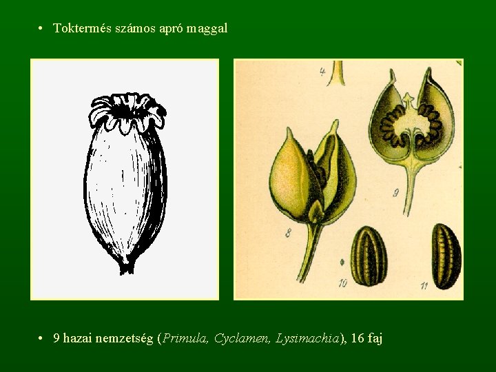  • Toktermés számos apró maggal • 9 hazai nemzetség (Primula, Cyclamen, Lysimachia), 16