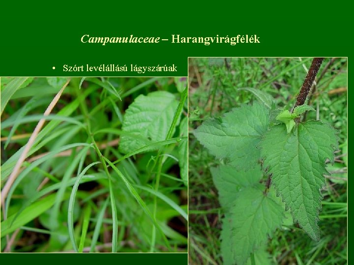 Campanulaceae – Harangvirágfélék • Szórt levélállású lágyszárúak 