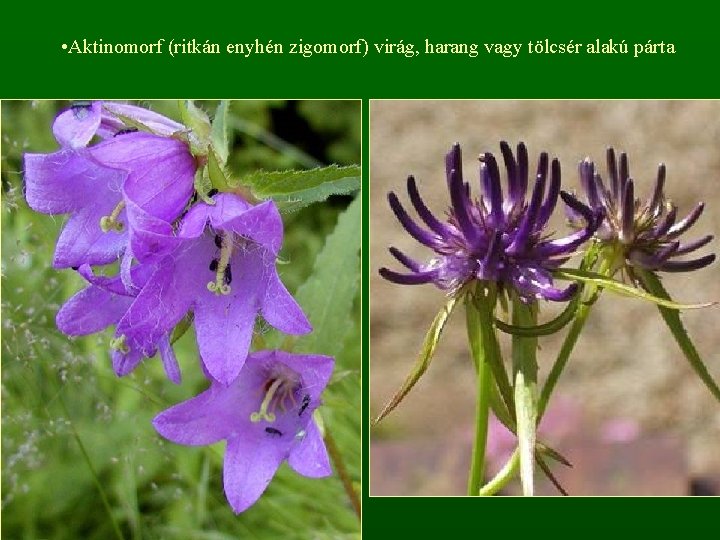  • Aktinomorf (ritkán enyhén zigomorf) virág, harang vagy tölcsér alakú párta 