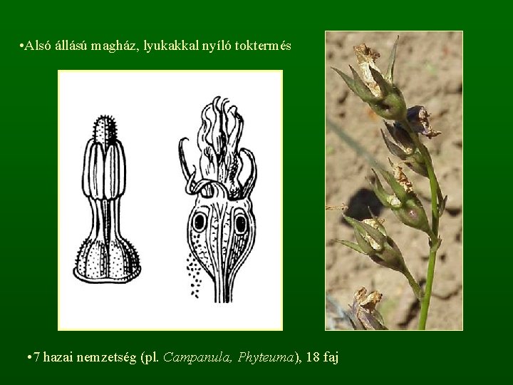  • Alsó állású magház, lyukakkal nyíló toktermés • 7 hazai nemzetség (pl. Campanula,