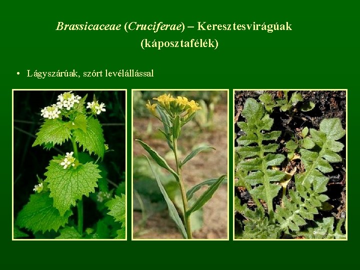 Brassicaceae (Cruciferae) – Keresztesvirágúak (káposztafélék) • Lágyszárúak, szórt levélállással 