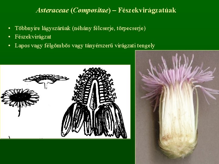 Asteraceae (Compositae) – Fészekvirágzatúak • Többnyire lágyszárúak (néhány félcserje, törpecserje) • Fészekvirágzat • Lapos