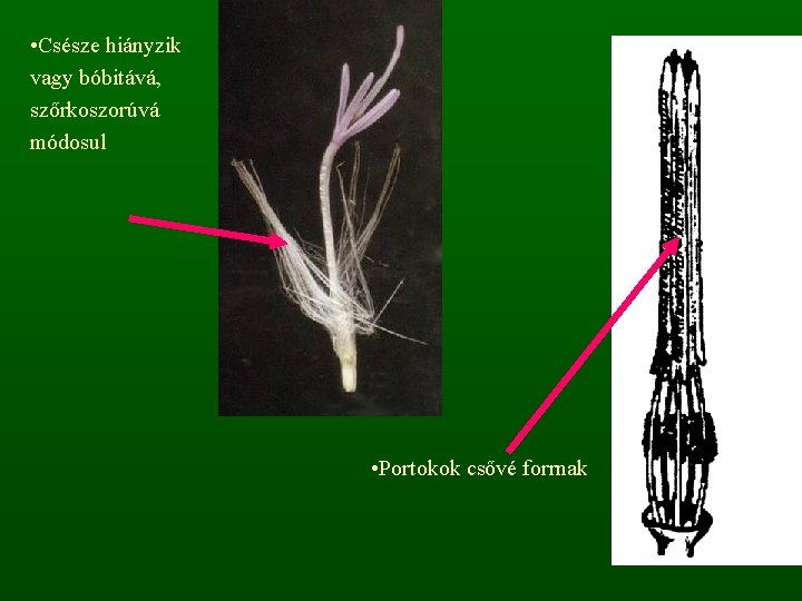  • Csésze hiányzik vagy bóbitává, szőrkoszorúvá módosul • Portokok csővé forrnak 