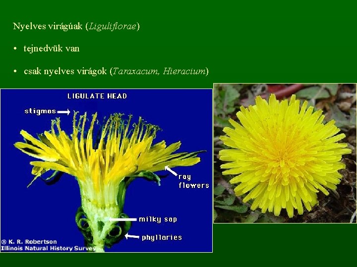 Nyelves virágúak (Liguliflorae) • tejnedvük van • csak nyelves virágok (Taraxacum, Hieracium) 