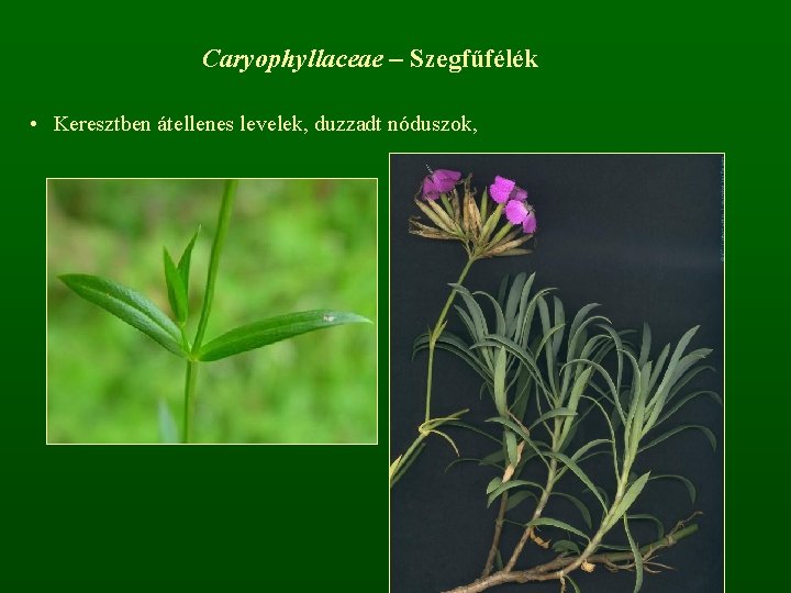 Caryophyllaceae – Szegfűfélék • Keresztben átellenes levelek, duzzadt nóduszok, 