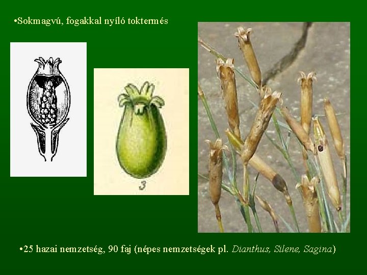  • Sokmagvú, fogakkal nyíló toktermés • 25 hazai nemzetség, 90 faj (népes nemzetségek